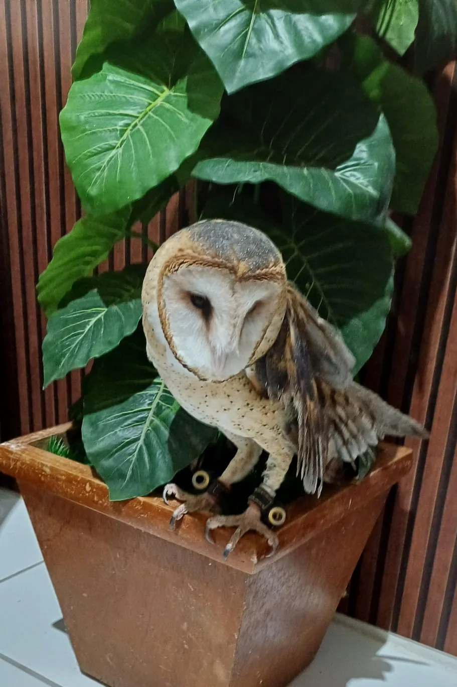 Coruja suindara em ambiente interno